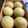 Dubai UAE Foodstuff Trading Business Seeking Investment Partners
